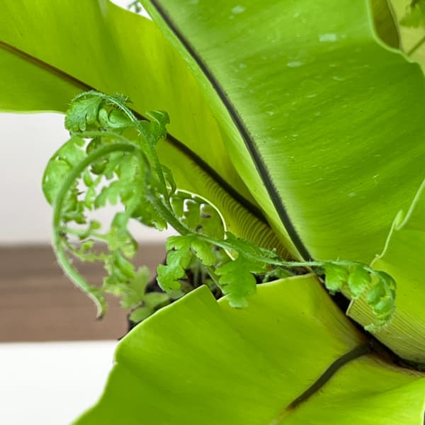 アスプレニウム:オオタニワタリ ヘゴ鉢仕立て 26-01(8号程度のサイズ)