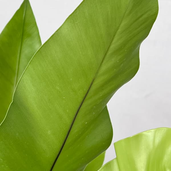 アスプレニウム:オオタニワタリ ヘゴ鉢仕立て 26-01(8号程度のサイズ)