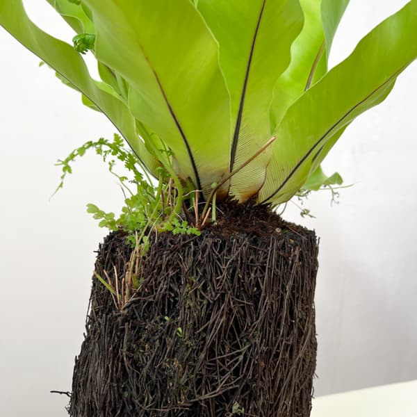 アスプレニウム:オオタニワタリ ヘゴ鉢仕立て 26-01(8号程度のサイズ)