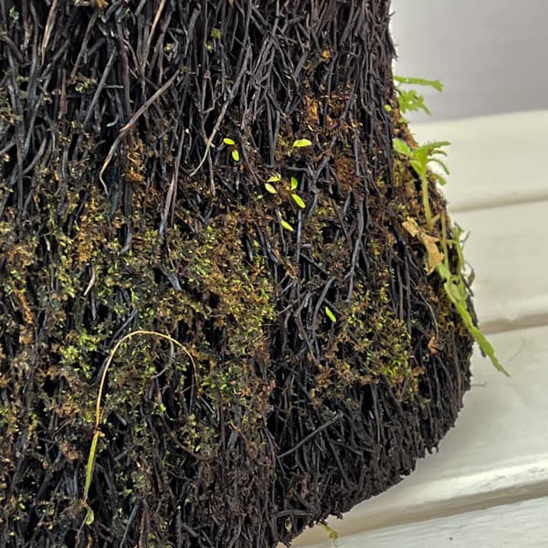 アスプレニウム:オオタニワタリ ヘゴ鉢仕立て 26-01(8号程度のサイズ)