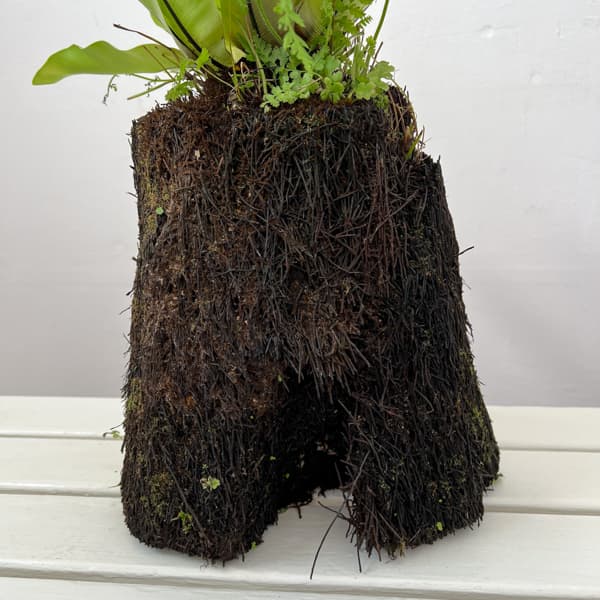 アスプレニウム:オオタニワタリ ヘゴ鉢仕立て 26-01(8号程度のサイズ)