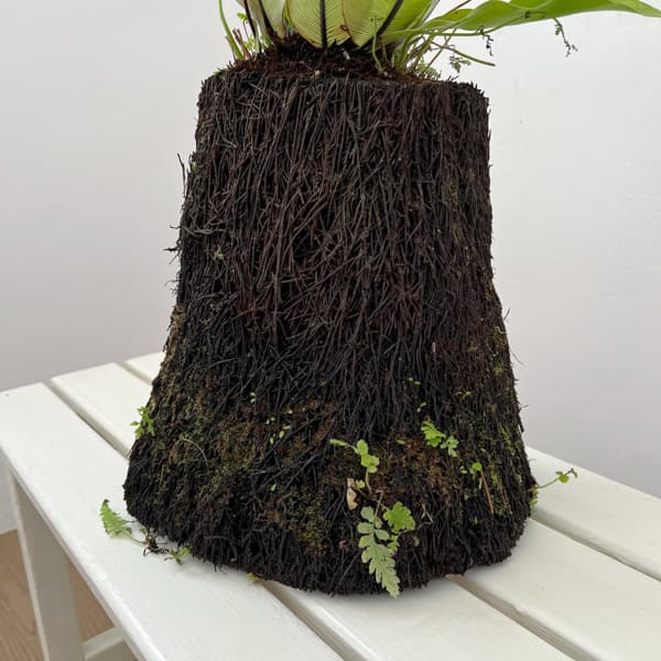 アスプレニウム:オオタニワタリ ヘゴ鉢仕立て 26-01(8号程度のサイズ)