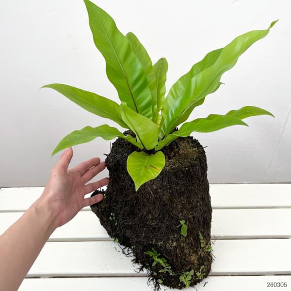 アスプレニウム:オオタニワタリ ヘゴ鉢仕立て 26-02(8号程度のサイズ)