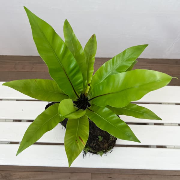 アスプレニウム:オオタニワタリ ヘゴ鉢仕立て 26-02(8号程度のサイズ)