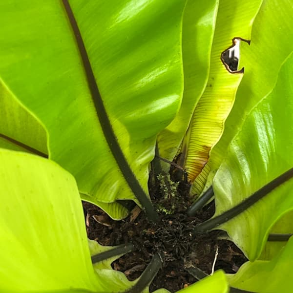 アスプレニウム:オオタニワタリ ヘゴ鉢仕立て 26-02(8号程度のサイズ)