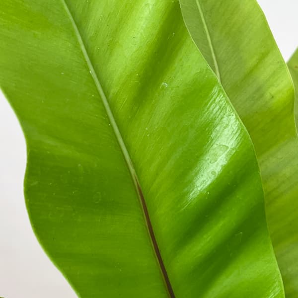 アスプレニウム:オオタニワタリ ヘゴ鉢仕立て 26-02(8号程度のサイズ)