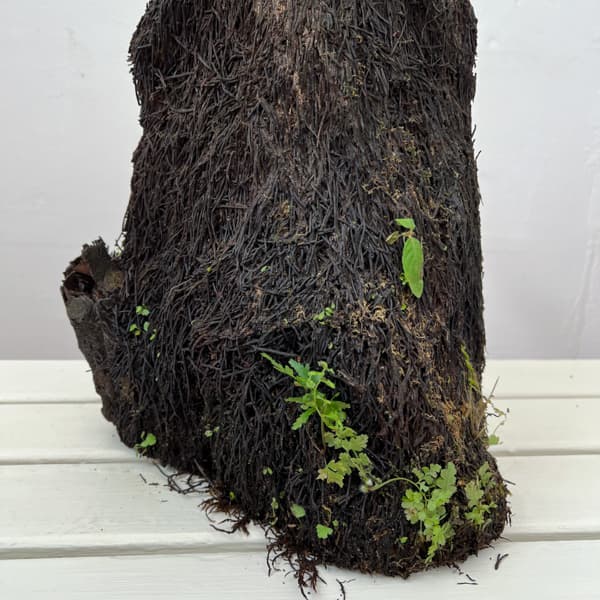 アスプレニウム:オオタニワタリ ヘゴ鉢仕立て 26-02(8号程度のサイズ)