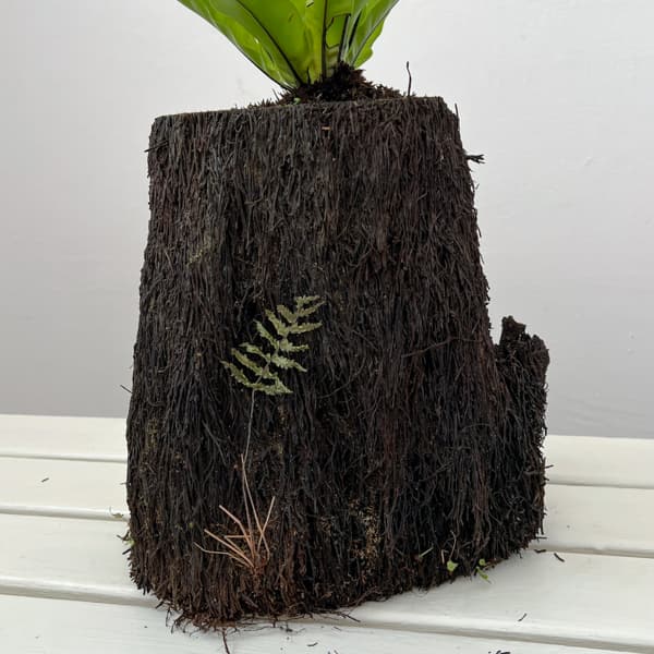 アスプレニウム:オオタニワタリ ヘゴ鉢仕立て 26-02(8号程度のサイズ)