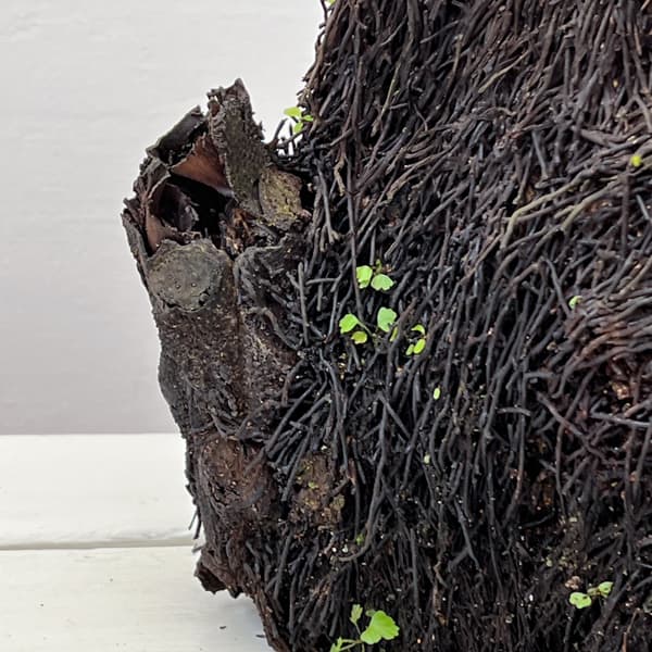 アスプレニウム:オオタニワタリ ヘゴ鉢仕立て 26-02(8号程度のサイズ)