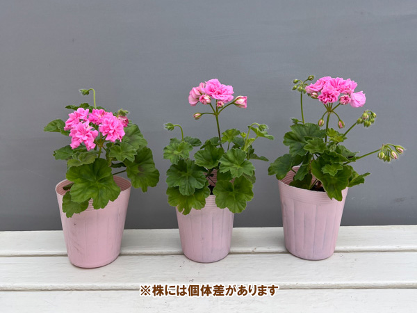 園芸ネット本店｜ゼラニウム（バラ咲き）：ドラゴンクイーン3.5号