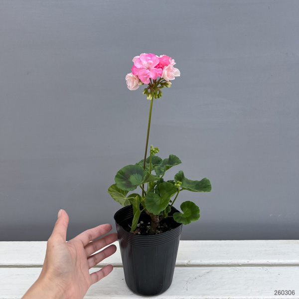 ゼラニウム：二度ざくら（変わり咲き八重）3.5号ポット