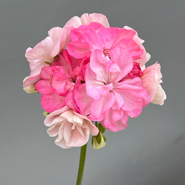 ゼラニウム：二度ざくら（変わり咲き八重）3.5号ポット