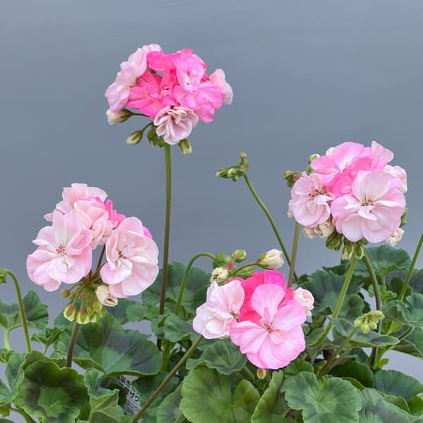 ゼラニウム：二度ざくら（変わり咲き八重）3.5号ポット