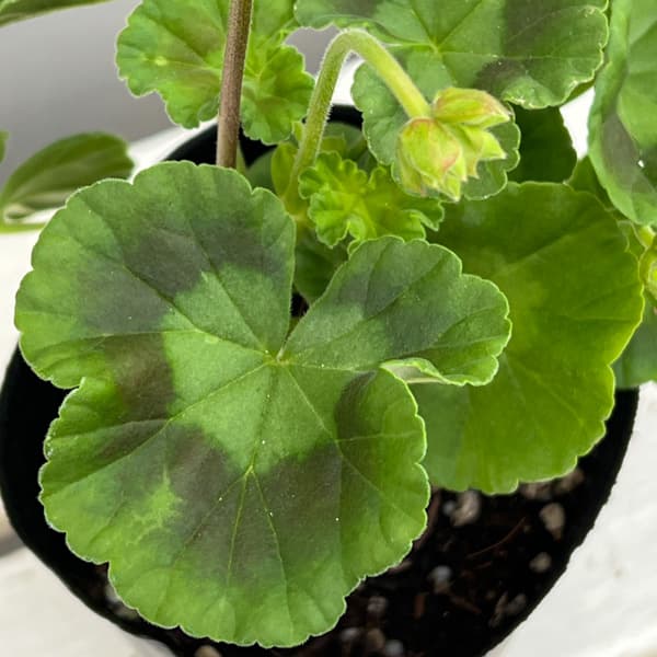 ゼラニウム：二度ざくら（変わり咲き八重）3.5号ポット