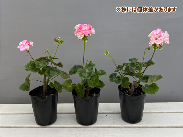 ゼラニウム：二度ざくら（変わり咲き八重）3.5号ポット