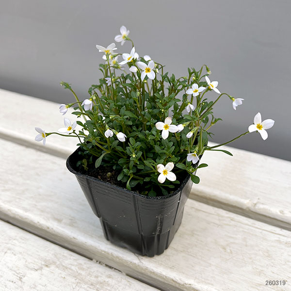 ヒナソウ(雛草・ときわなずな）：ホワイト3号ポット