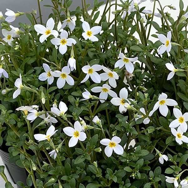 ヒナソウ(雛草・ときわなずな）：ホワイト3号ポット