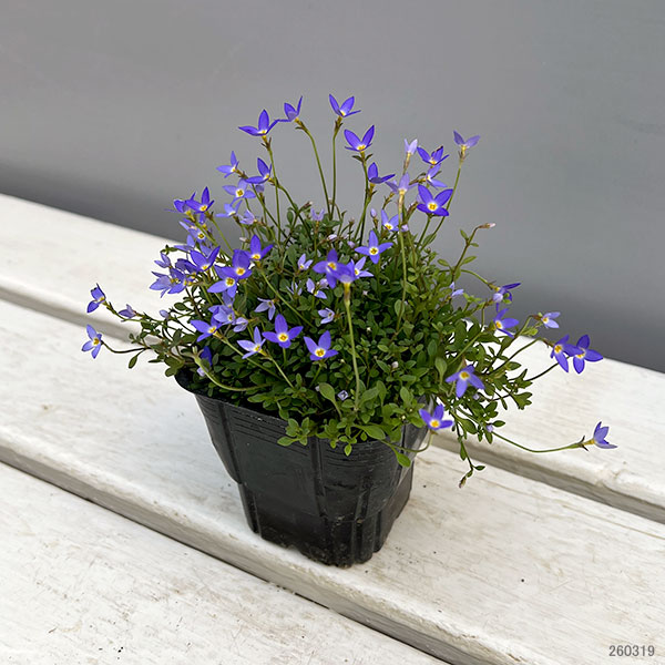 ヒナソウ(雛草・ときわなずな):ニューブルー3号ポット