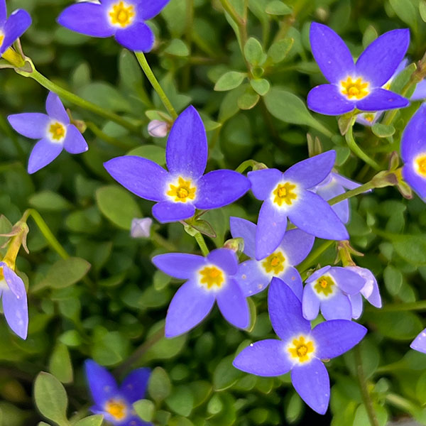 ヒナソウ(雛草・ときわなずな):ニューブルー3号ポット