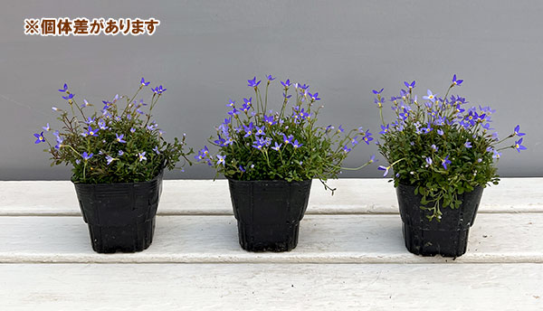 ヒナソウ(雛草・ときわなずな):ニューブルー3号ポット