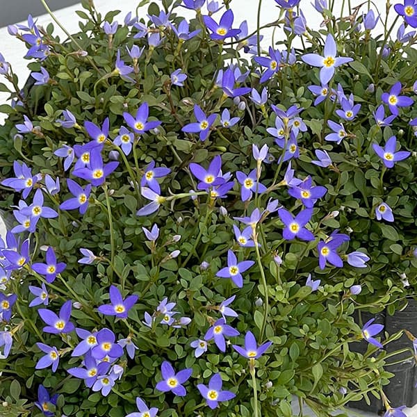 ヒナソウ(雛草・ときわなずな):ニューブルー3号ポット