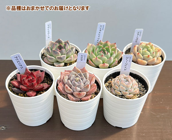 エケベリア：ちょっとレア品種おまかせ　2.5号ポット