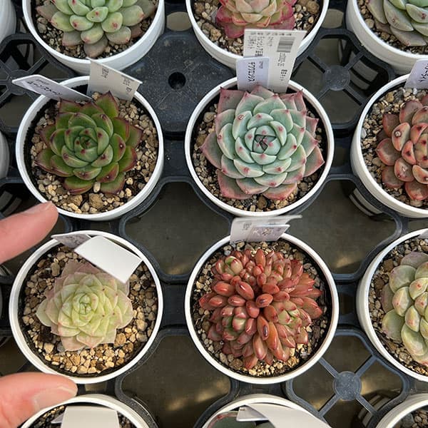 エケベリア：ちょっとレア品種おまかせ　2.5号ポット