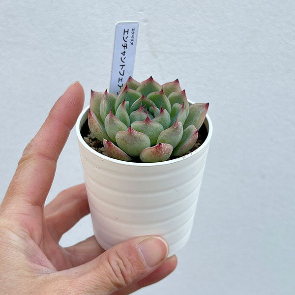 エケベリア：ちょっとレア品種おまかせ　2.5号ポット