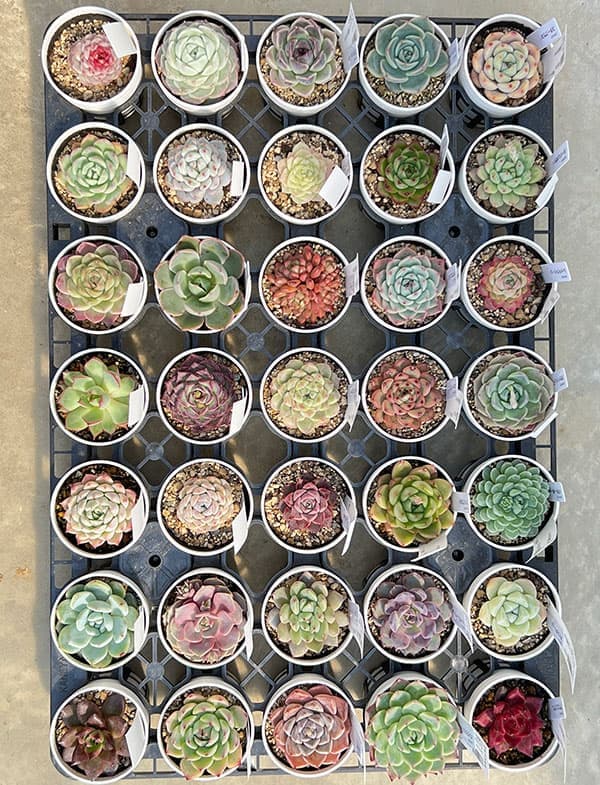 エケベリア：ちょっとレア品種おまかせ　2.5号ポット