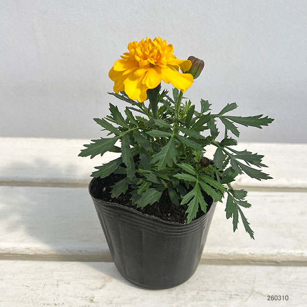 マリーゴールド ：スーパーヒーロー イエロー3号ポット