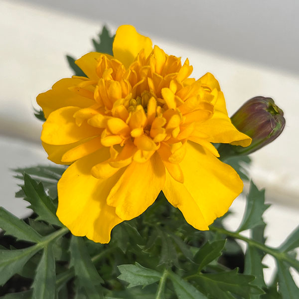 マリーゴールド ：スーパーヒーロー イエロー3号ポット