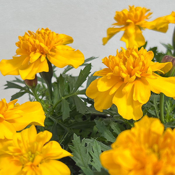 マリーゴールド ：スーパーヒーロー イエロー3号ポット