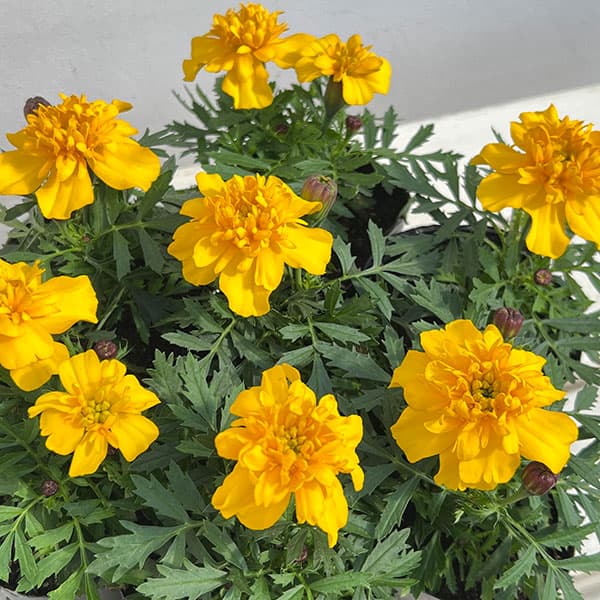 マリーゴールド ：スーパーヒーロー イエロー3号ポット