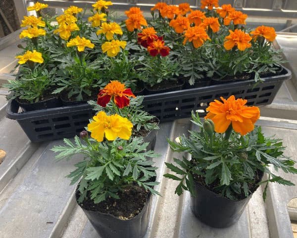 マリーゴールド ：スーパーヒーロー オレンジ3号ポット