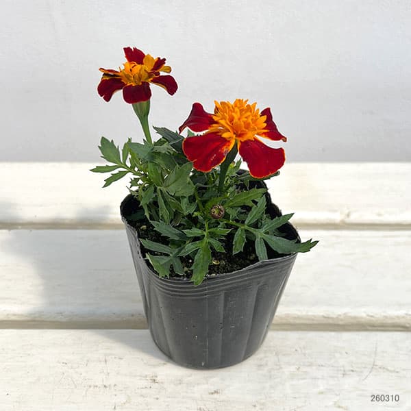マリーゴールド ：スーパーヒーロー ハーモニー3号ポット