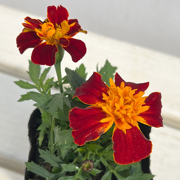 マリーゴールド ：スーパーヒーロー ハーモニー3号ポット