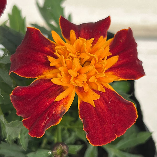 マリーゴールド ：スーパーヒーロー ハーモニー3号ポット