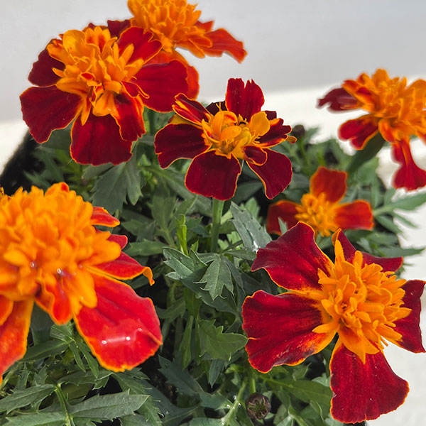 マリーゴールド ：スーパーヒーロー ハーモニー3号ポット