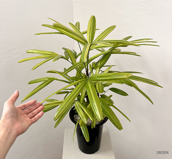 カンノンチク：綾錦(あやにしき)6号鉢植え