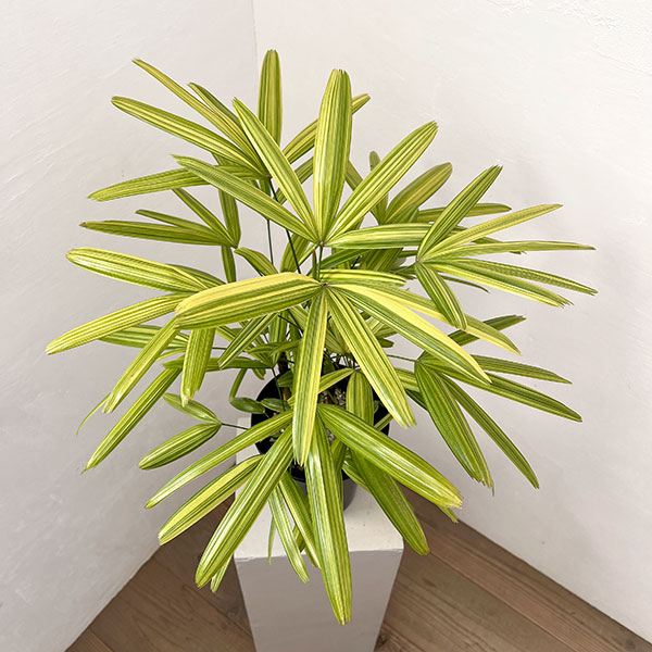 カンノンチク：綾錦(あやにしき)6号鉢植え