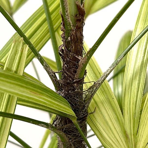 カンノンチク：綾錦(あやにしき)6号鉢植え