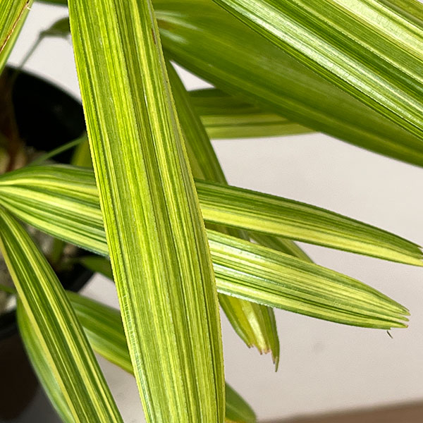 カンノンチク：綾錦(あやにしき)6号鉢植え