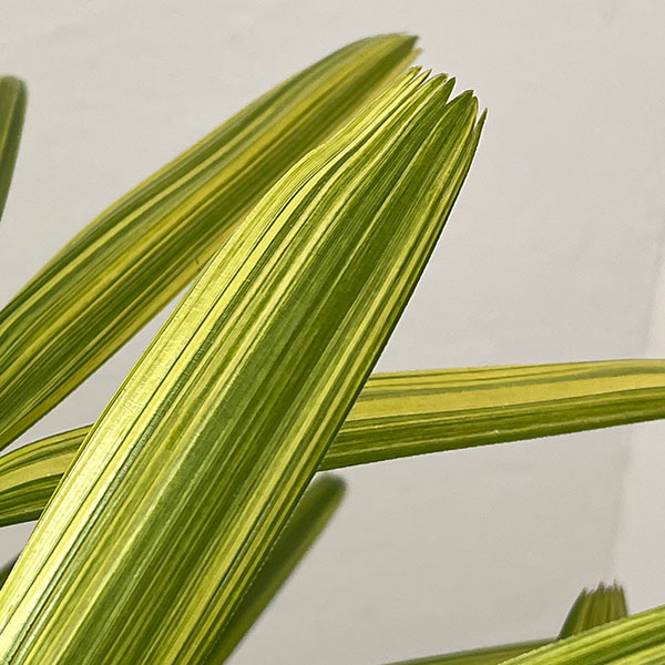 カンノンチク：綾錦(あやにしき)6号鉢植え