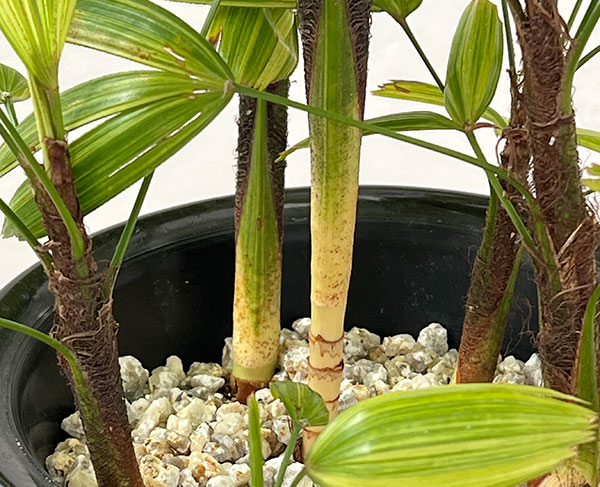 カンノンチク：綾錦(あやにしき)6号鉢植え