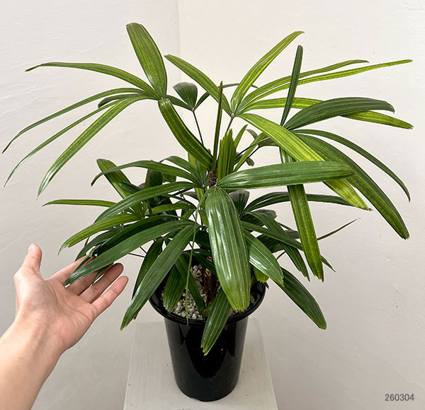 カンノンチク：達磨（だるま）6号鉢植え