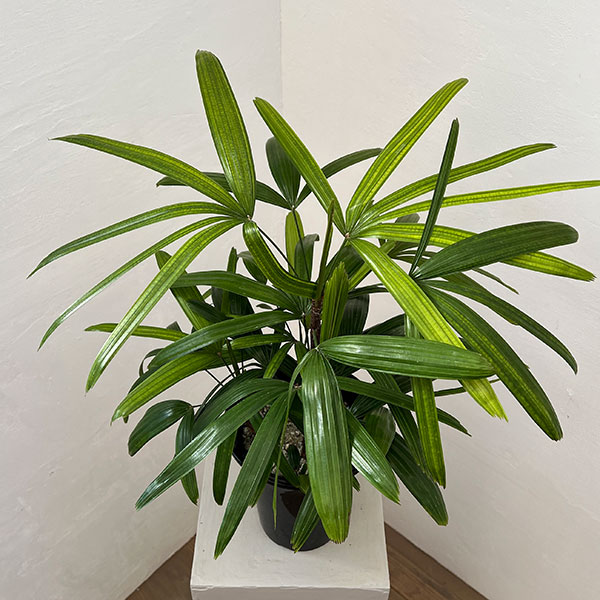 カンノンチク：達磨（だるま）6号鉢植え