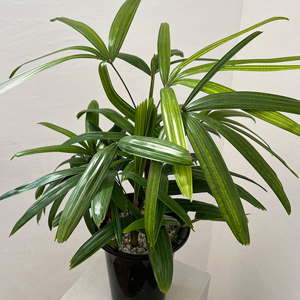 カンノンチク：達磨（だるま）6号鉢植え