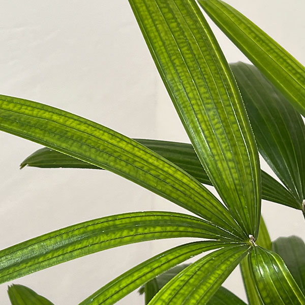 カンノンチク：達磨（だるま）6号鉢植え