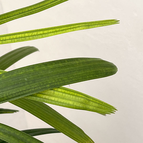 カンノンチク：達磨（だるま）6号鉢植え