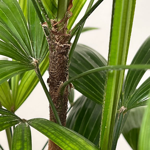 カンノンチク：達磨（だるま）6号鉢植え